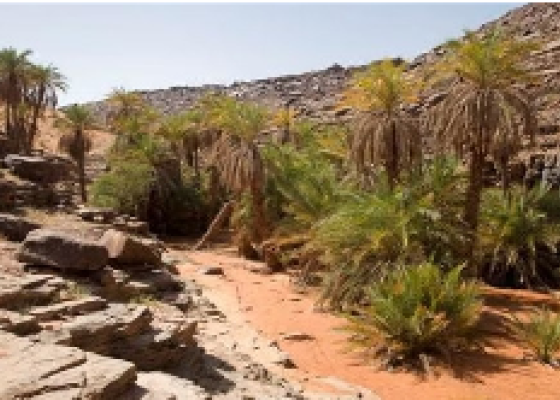 oasis 