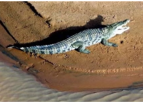 matmata crocodile 