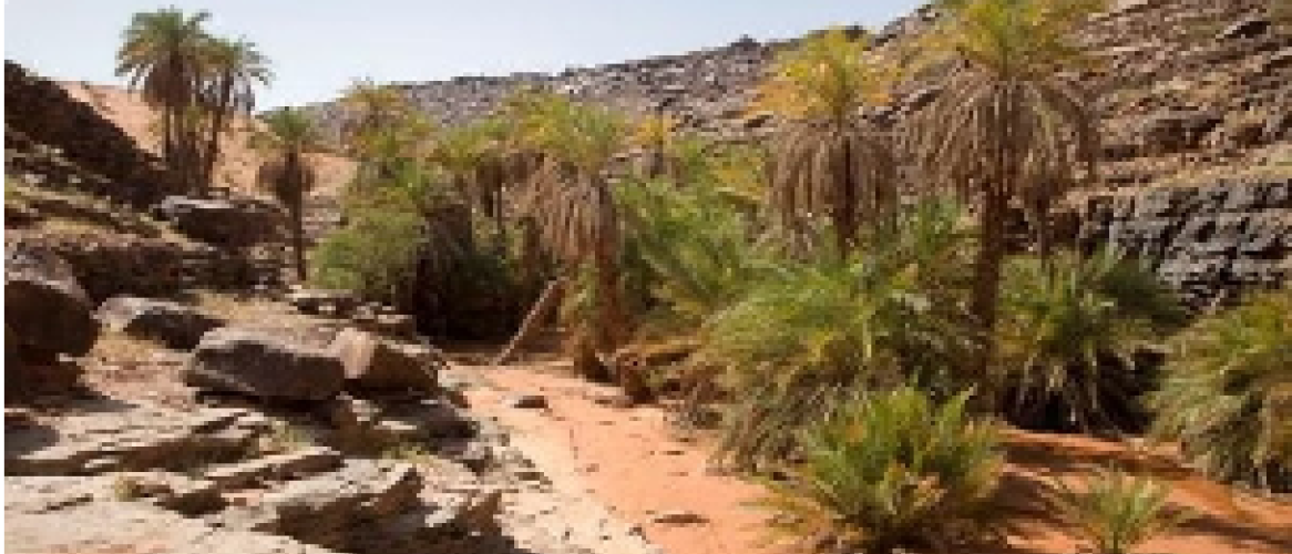 oasis 